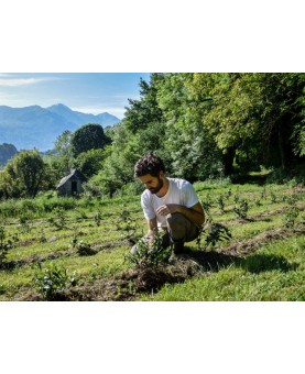 Les Thés Français - Production de Lucas Ben Moura