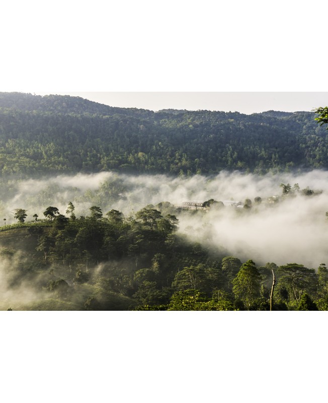 Sinharaja Forest Extra Spécial FBOPF Bio* Sri Lanka Lumbini Valley VALLEY, Deniyaya