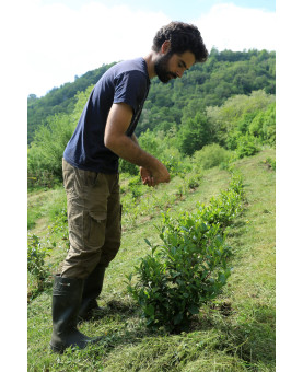 Thé Blanc de l'Arrieulat - produit en France - Lucas Ben-Moura