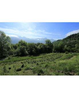 Thé Blanc de l'Arrieulat - produit en France - Parcelle haute de la plantatoin