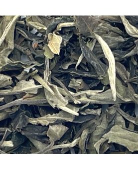 Lao Shu Bai Cha : Thé blanc du Yunnan - Kancha Tea