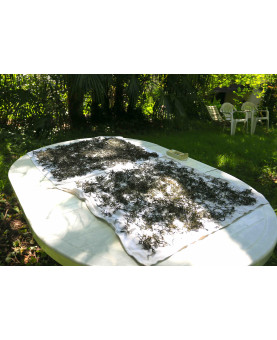 séchage au soleil "shaiqing" Thé Vert de l'Arrieulat - produit en France