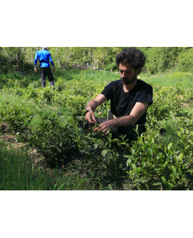 cueillette - thé vert de l'Arrieulat 2025 - produit en France