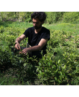 Cueillette à l'Arrieulat - produit en France - Lucas Ben-Moura