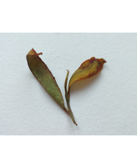 oxydation de la feuille - thé de l'Arrieulat 2025 - produit en France