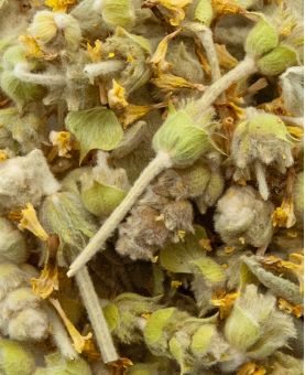 Malotira BIO - Sideritis syriaca - Crète - feuilles entières