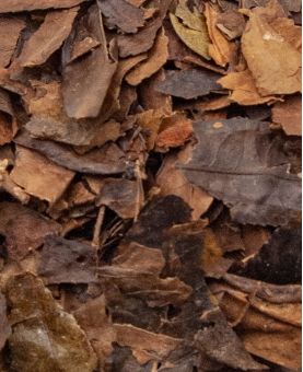 Lao Cha Po - Cangwu - Liu Bao 2013 - Sheng