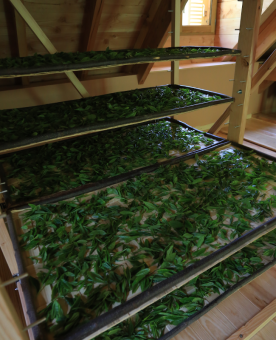flétrissage du thé vert au grenier