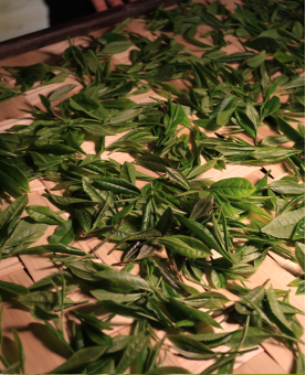 feuilles en cours de flétrissage