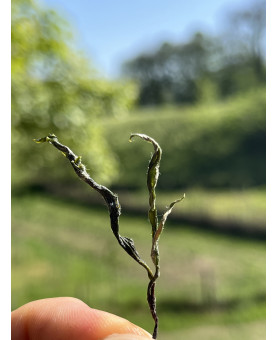 feuilles de thé vert en cours de séchage