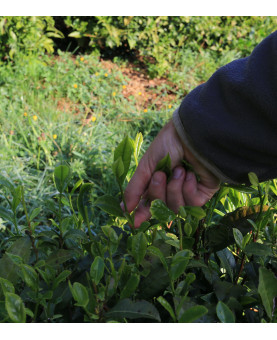 cueillette des feuilles pour le wulong