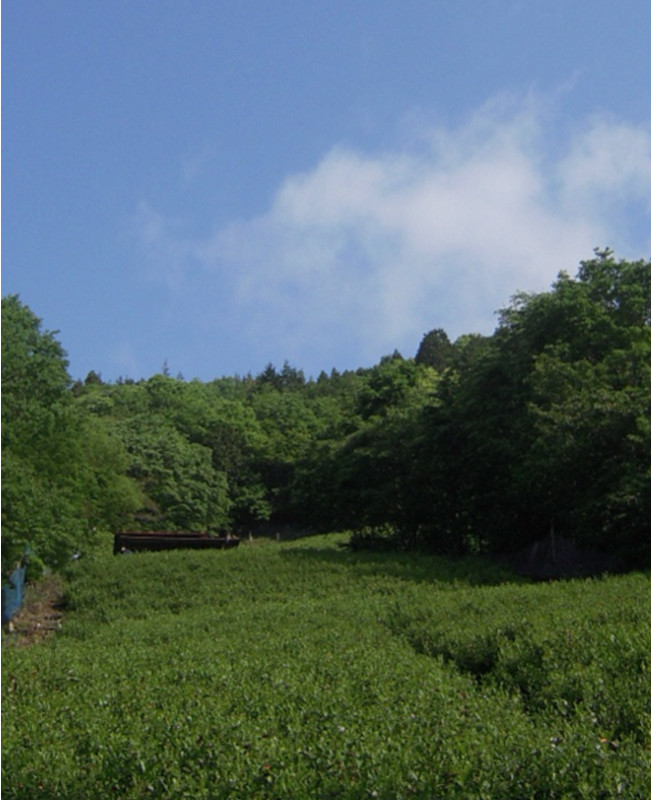 Tobetto