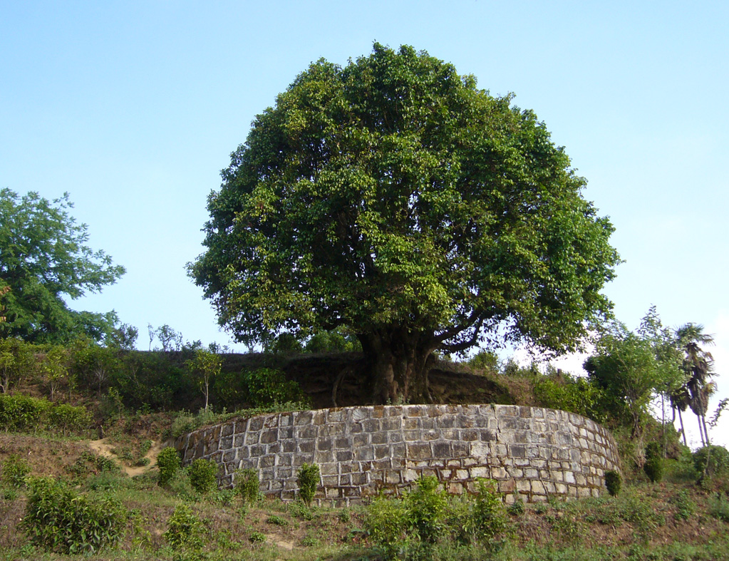arbre théier