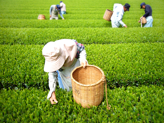 Qu’est-ce qu’un thé vert ?