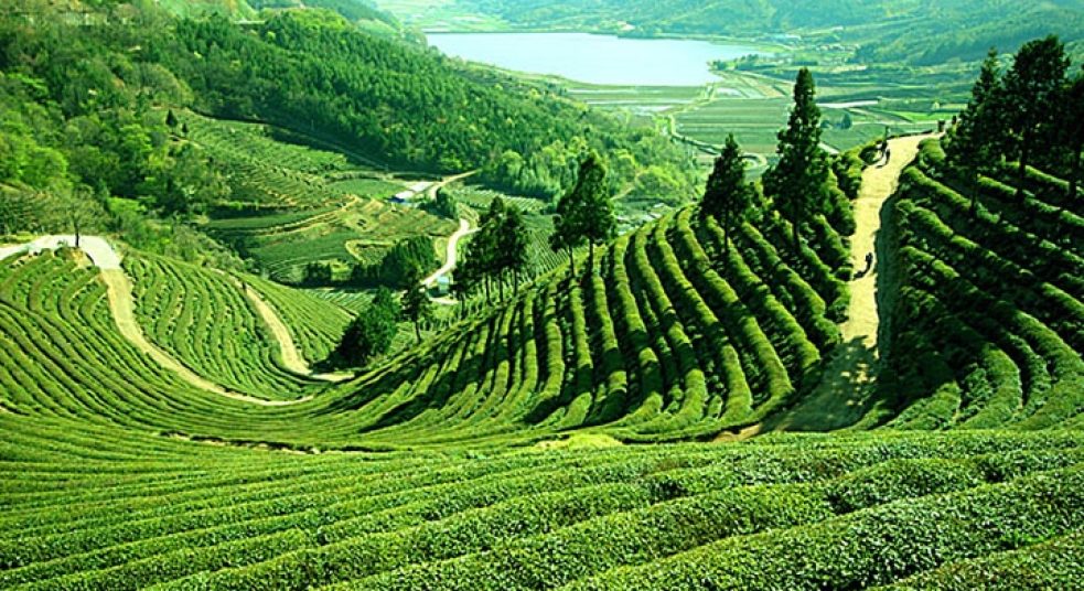 Darjeeling2