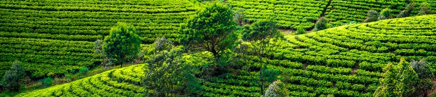 Magasin de thé | Thés d’exception, bio, accessoires et coffrets